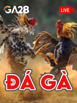 ONE88 Đá Gà Livestream